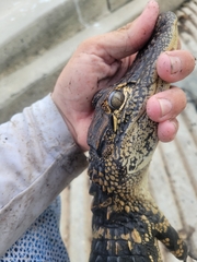 Alligator mississippiensis
