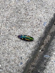 Buprestis rufipes