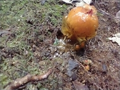 Calostoma cinnabarinum