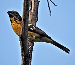 Pheucticus aureoventris