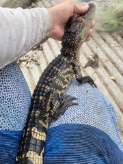 Alligator mississippiensis