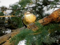 Sitta canadensis