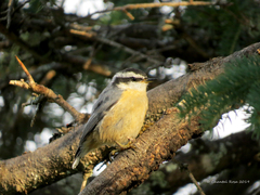 Sitta canadensis