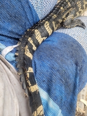 Alligator mississippiensis