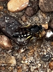 Bicyrtes quadrifasciatus