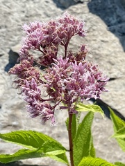 Eutrochium maculatum