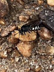 Bicyrtes quadrifasciatus