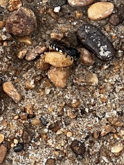 Bicyrtes quadrifasciatus