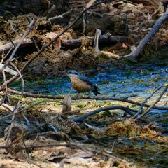 Sitta europaea