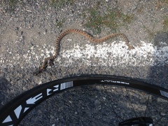 Pituophis catenifer