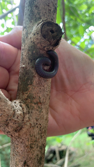 Narceus americanus