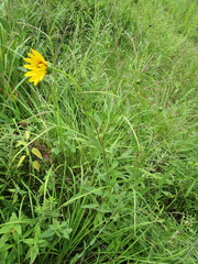Helianthus pauciflorus