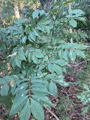 Euonymus