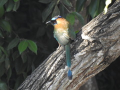 Momotus subrufescens