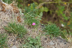 Dianthus