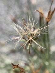 Chaetadelpha wheeleri