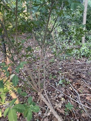 Euonymus