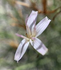 Chaetadelpha wheeleri