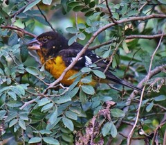 Pheucticus aureoventris