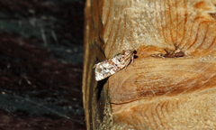Argyrotaenia tabulana