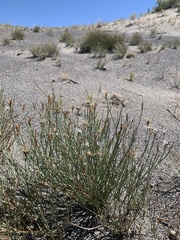 Chaetadelpha wheeleri