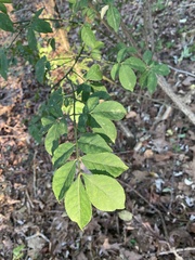 Euonymus