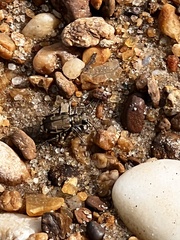 Cicindela repanda