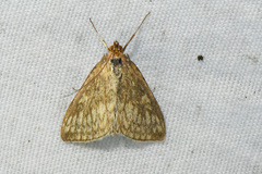 Sitochroa chortalis