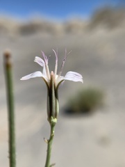 Chaetadelpha wheeleri