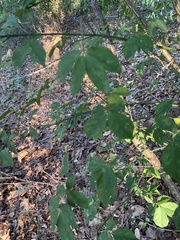 Euonymus