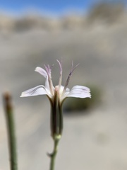 Chaetadelpha wheeleri
