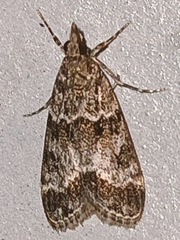 Eudonia mercurella