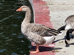 Anser anser domesticus