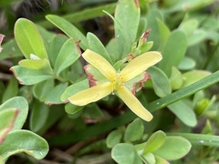 Hypericum stragulum