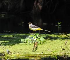 Motacilla cinerea
