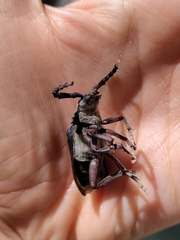 Prionus coriarius