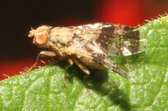 Tephritis formosa