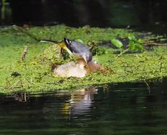 Motacilla cinerea