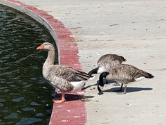 Anser anser domesticus