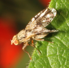 Tephritis formosa