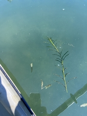 Potamogeton robbinsii