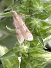 Nomophila nearctica