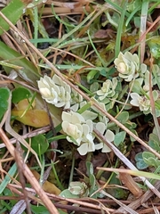 Lotus corniculatus