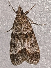 Eudonia mercurella