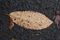 Castanea sativa image