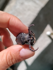 Prionus coriarius