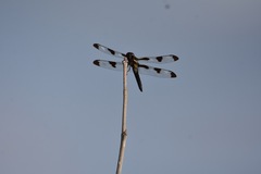 Libellula pulchella