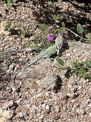 Crotaphytus collaris