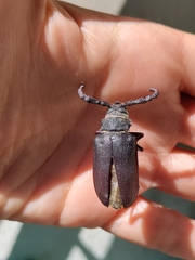 Prionus coriarius