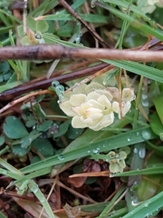 Lotus corniculatus
